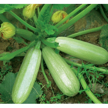 RSQ02 Mingli No.1 f1 hybrid light green squash/zucchini seeds